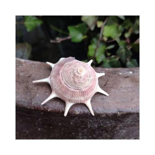 Natural shell conch roll shellfish hermit crab replacement shell fish tank aquarium coral rare sunflower star snail