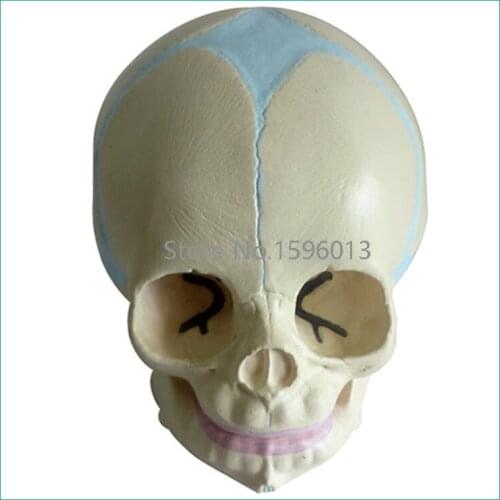 Infant skull model,Fetal/baby Skull Model