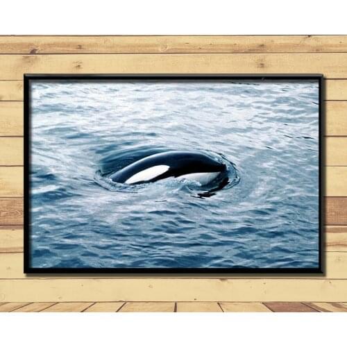 Orca Ferocious Marine Animal (6) Wall Posters Prints Silk Art Painting For Home Wall Bedroom Decor