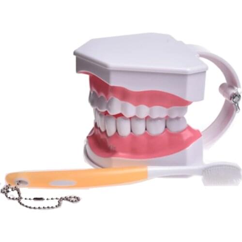 Dental Standard Model Kindergarten Teaching Brushing Teeth Demonstration Model Childrens oral Teaching Model