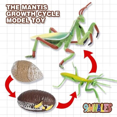 Educational Model Toy Simulation Animals PVC Mantis Growth Cycle Model toy Popular Science Scene decoration Gift