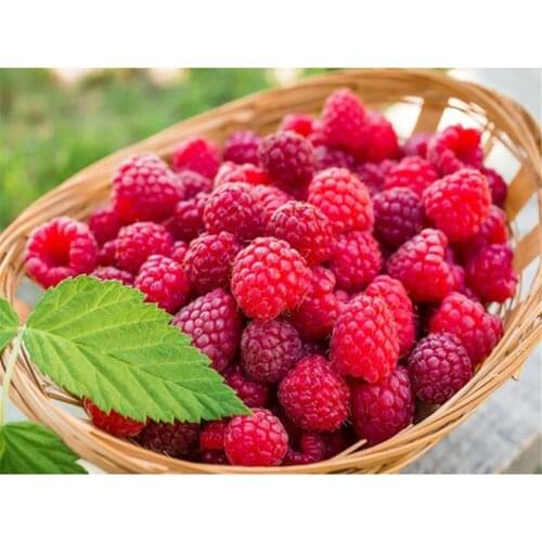 Fruit Strawberry DIY Embroidery 11CT Cross Stitch Kits Needlework Craft Set Cotton Thread Printed Canvas Home Decoration Sell