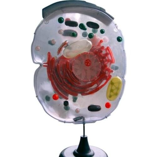 Plant cells sub-microstructure model biological experiment teaching instrument cell structure model