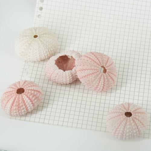 10pcs Natural Sea Urchin Shells Delicate Durable Pineapple Planting Pots Conch Shells