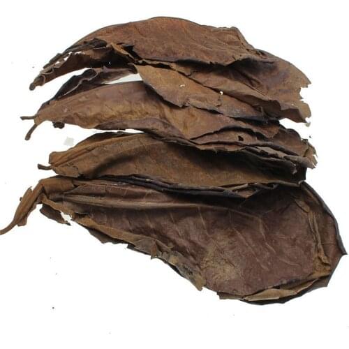 Hot Sale Natural Terminalia Catappa Leaves Placed In Fish Tank Filter Aquarium Foetida Leaves Shrimp Catfish Love