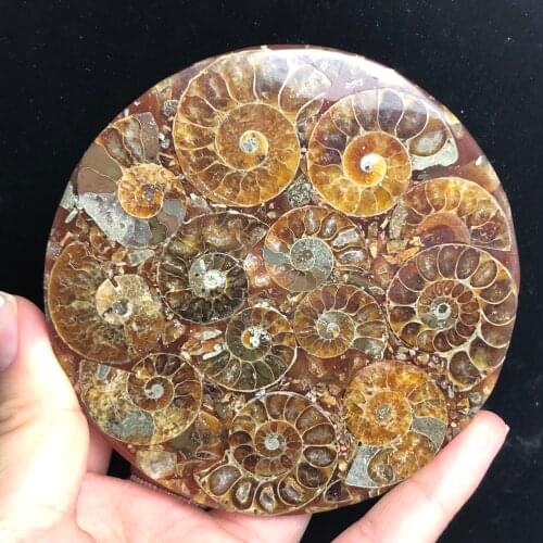 Natural ammonites fossils sectioned plates crystal jade Marine shells Madagascar mineral samples