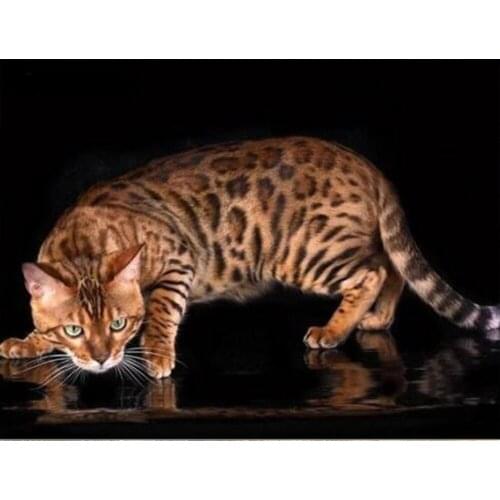 Animals 5D DIY Diamond Painting Full Square /Round mosaic Diamond Embroidery cat Pictures Of Rhinestones Home decoration TY887