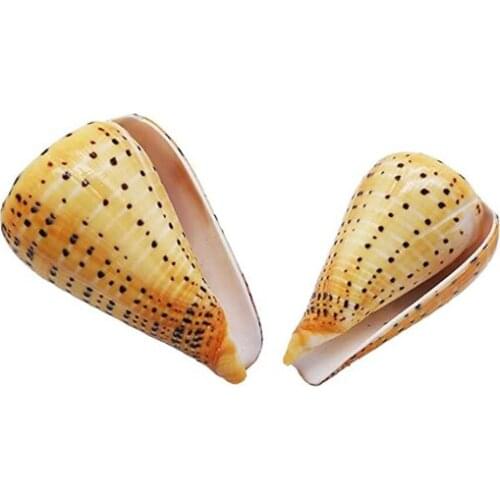 Aquarium Conch Sea Shell Fossil Natural Conch for Fish Tank Home Decoration