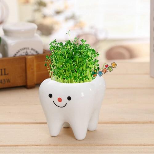 Tooth Flowerpot Color Nose Office Mini Lovely Bonsai Purifying Air Toy Green Bud Desktop Vanilla Bonsai Small Gift