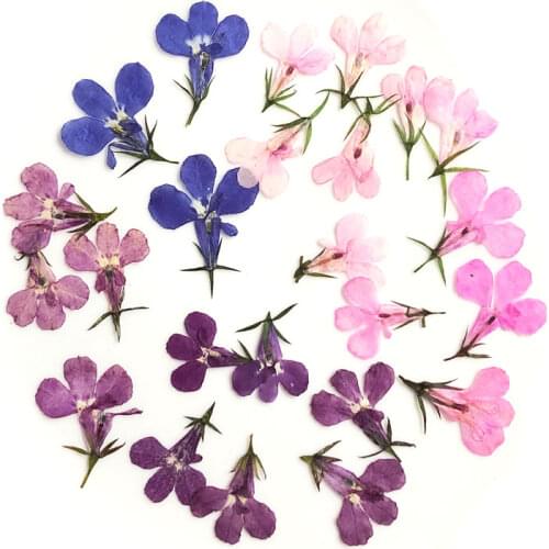 60pcs Pressed Dried Lobelia Erinus Flower Plant Herbarium For Jewelry Postcard Invitation Card Phone Case Bookmark Craft&Art