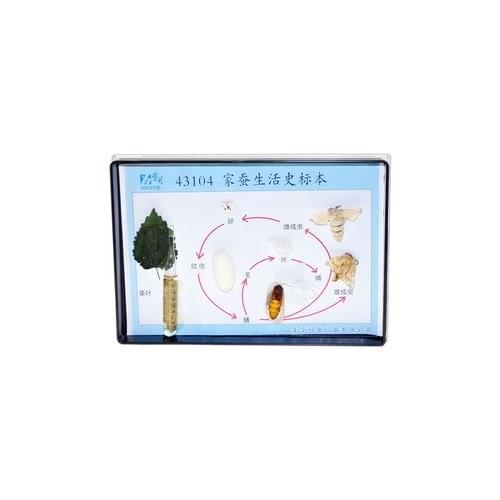 The biological teaching instrument of silkworm life history specimen