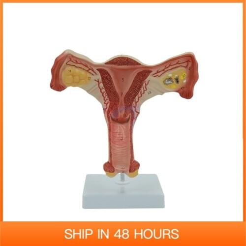 Life Size Educational Tool Female Uterus Teaching Resources Anatomical Model Anatomy Body Parts Medical Supplies and Equipment