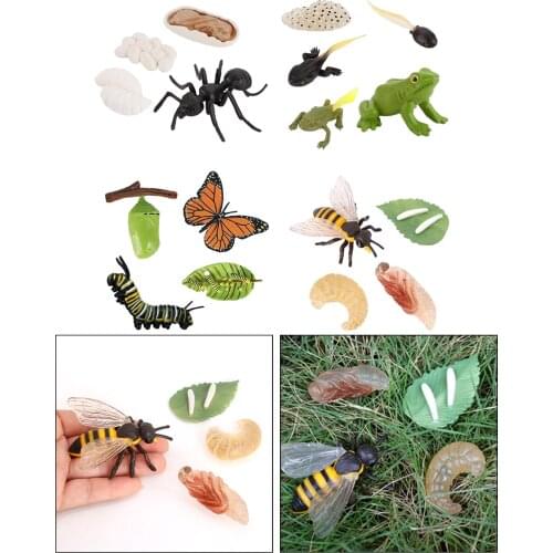 Realistic Animals Insects Growth Cycle Models Life Cycle Figurines Toys