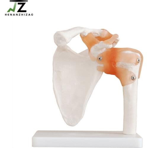 Life Size Medical Human Shoulder Joint Anatomical Model