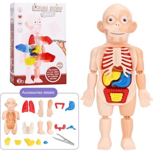 Diy Educational Toy Kit Body Organs Medicine Teaching Tools 3D Montessori Puzzle Human Body Anatomy Model