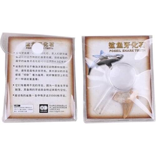 Natural Stones Shark Tooth Fossil Specimens Decoration Student Marine Science Materials hot