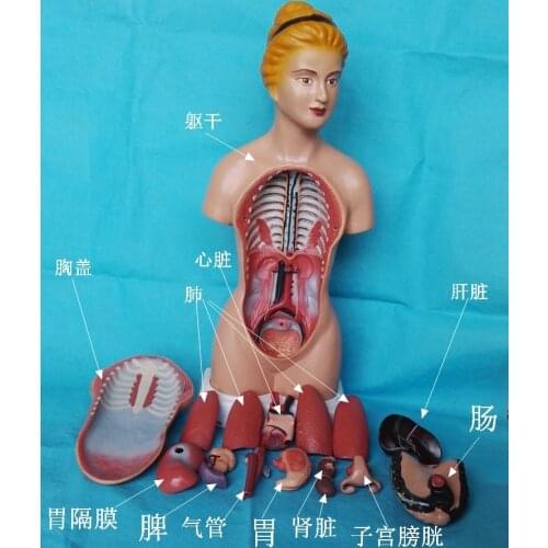 45cm Human Torso Model 16pcs Assembled Medical Model Human Anatomy Body Anatomical Model Kids Assembly Science Educational Toys