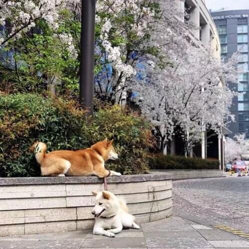 Adjustable Pet Dog Leather Harness Leash Set For Small Medium Dogs Teddy Pug Yorkie Leading Accessories Dropshipping AML21