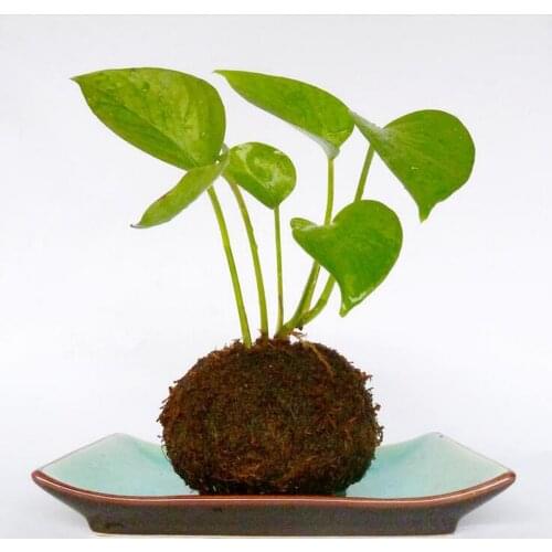 2Pcs Moss Ball, 6cm, 9cm Planter Pot, Suit Orchid Or Plant Garden Decoration