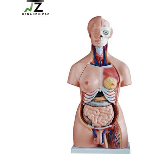 PVC Plastic 85cm Unisex Anatomical Human Anatomy Torso Model 40 Parts