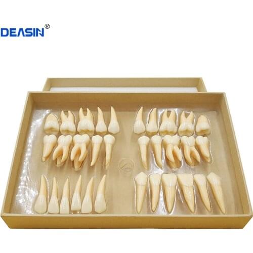 Good quality 2.5 times 32 pcs adult permanent teeth model Dental gift Communication Tooth Models Odontologia
