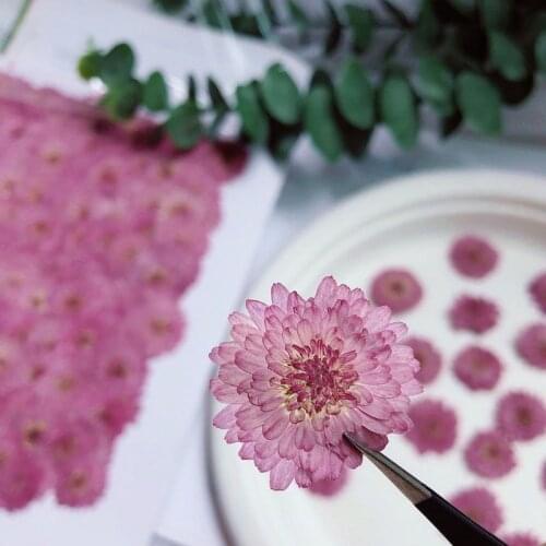 2-3mm Natural Pressed Daisy Flowers,Real Flower DIY Wedding Invitation Art Craft Bookmark Gift Card,Scented Candle Decor Soap