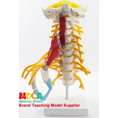 Human cervical vertebra nerve model skeleton skeleton model medical teaching MYZ004