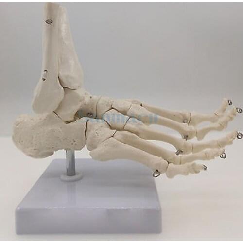 Medical Display Teaching Life Size joints and bones of foot anatomy Human Foot and Ankle Model with shank bone Anatomical Models