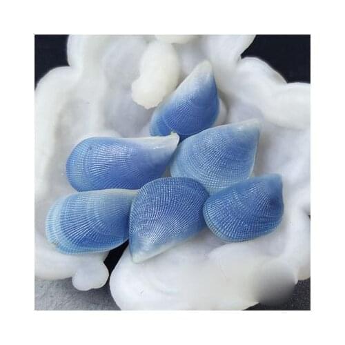 Collection of specimens of mussel blue classic selection of natural colors of 2.5-4 cm home decoration