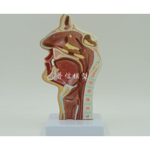 Free shipping&Head anatomy,Anatomical model of human nasal cavity and throat ,oral pathology model,B style,for medical