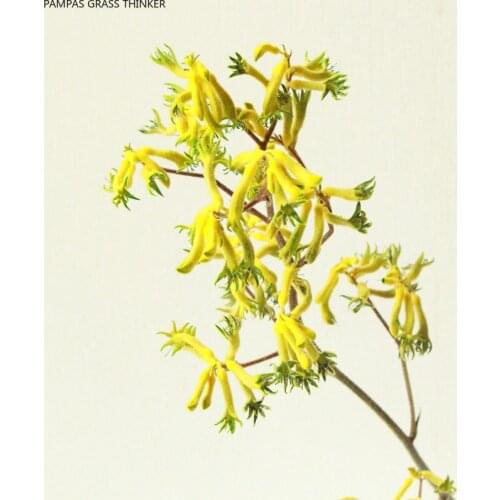 6pcs christmas decor Kangaroo claw immortal flower bouquets natural plants dying flower bunch for home Yellow