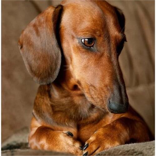 Dachshund Dog Pattern Diamond Painting Rhinestones Full Square Round Drill Diamond Embroidery Mosaic Cute Puppy Cross Stitch Art