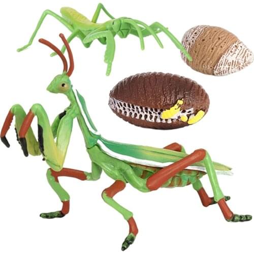 Life Cycle of A Montessori 4 Part Insects Growing Process Learning Educational