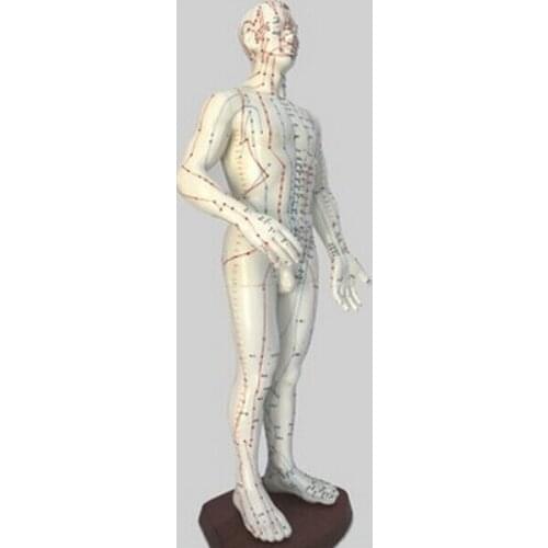 60CM English-chinese human acupuncture model body acupuncture points model Meridian (English)