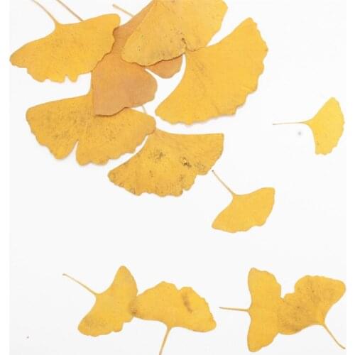 Real Flower Ginkgo Leaf Plant Specimen DIY Manual Epoxy Phone Case Pressed Flower Picture Frame Bookmark Dried Flower