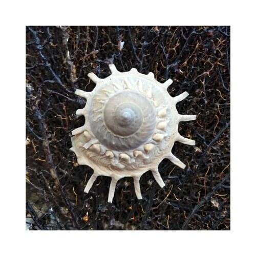 Home Decoration Collection Specimen Snails Shooting and Landscaping 9-12 cm Rotary Snails