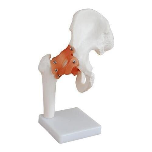 Life-Size Foot shoulder muscle hip knee elbow foot hand Joint human anatomical models feet joint model