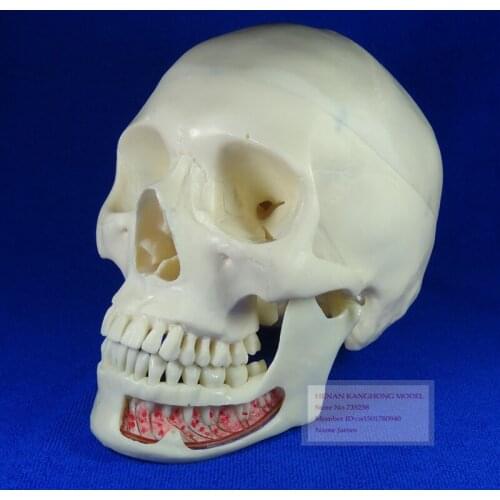 Advanced Simulation Model Skull,ISO Certification Human Skull Model,3 Parts Decomposition Model Skull