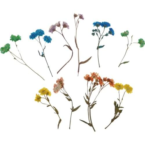 10pcs/ Bag Natural Pressed Dried Flowers Real Press Dry Flowers For Nails Floral Crafts Scrapbooking Card Making Embellishments