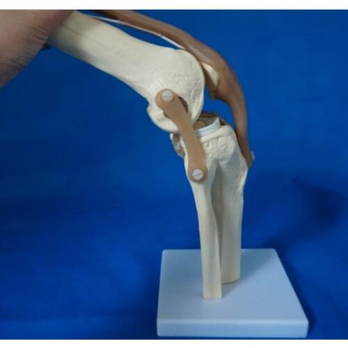 Natural large knee joint functional model human skeleton model