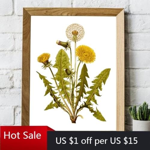 Common Dandelion Flower Print Canvas Painting Vintage Herb Botanical Poster Floral Plant Wall Art Picture Home Living Room Decor