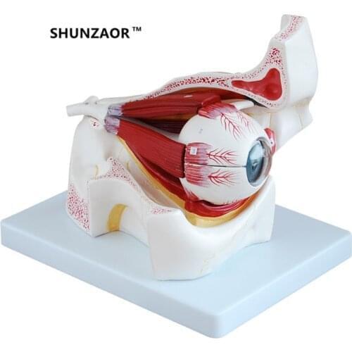 3 times Eyeball Orbital Eye Enlargement Model 10parts Anatomical Model Eyeball optic nerve and muscles