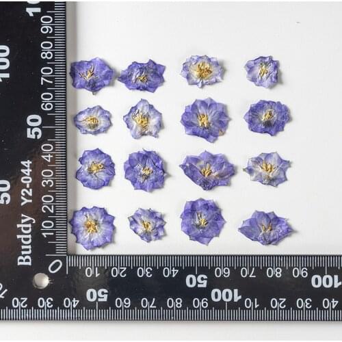 250pcs Pressed Dried Flower Campanula medium L Plants Herbarium For Epoxy Jewelry Bookmark Phone Case Makeup Nail Art Craft DIY