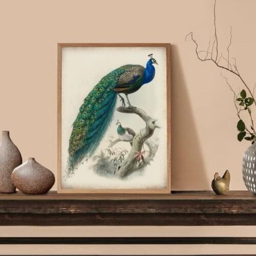 Beautiful Peacocks Bird Illustration Print Vintage Poster Bird Peacocks Picture Wall Art Decor Retro poster kraft paper
