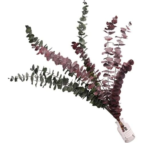 40-50 cm/10 pcs Natural Fresh Forever eucalyptus leaves Decorative Grass Coins Dry preserved Eternal Leaves For home