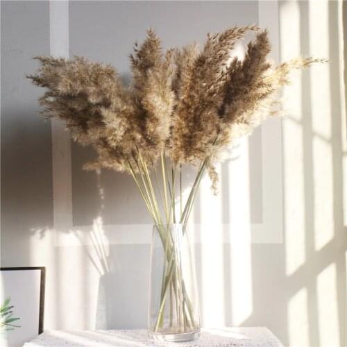 10pcs 60cm Natural Large Reed Dried Flower Pampas Grass Decor Bouquet Wedding Home Ceremony Decoration Bulrush Bunch