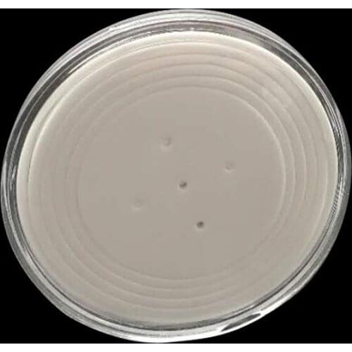 100pcs Plastic Coin Storage Cases Capsules Holder 70mm Large Clear Container Display Box With Pad Ring