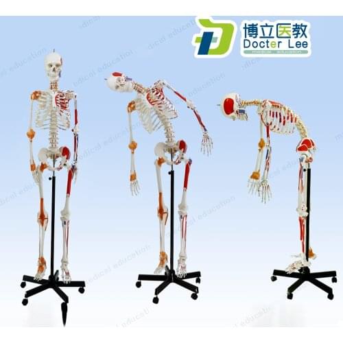 170cm Human Skeleton Model with Flexible Spine Nerve Ligaments and Ending Spots of Muscles