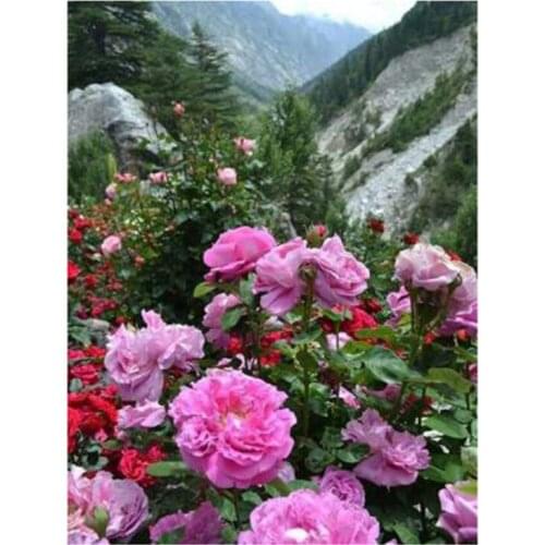 5D DIY Diamond Painting Flower Natural Wild Flower Embroidery Cross Stitch Rhinestone Decoration WG2224