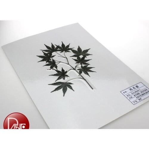 Primary color Plant laminating specimen 50 kinds of plants Ginkgo, eucalyptus, kudzu speicmen science teaching equipment